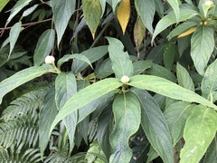 Hydrangea longifolia