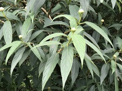 Hydrangea longifolia