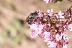 Stelis punctulatissima