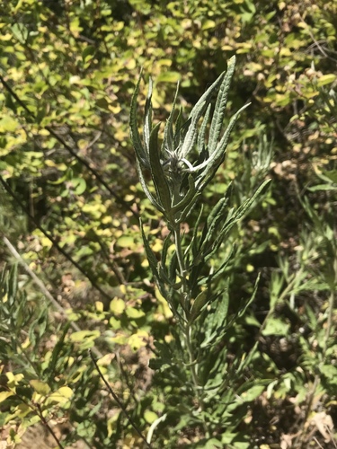 iNaturalist observation photo of California mugwort
