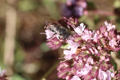 Stelis punctulatissima