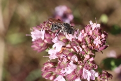 Stelis punctulatissima