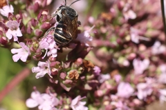 Stelis punctulatissima