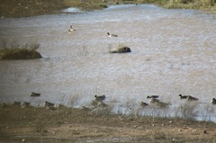 Anas platyrhynchos × undulata