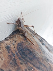 Atlanticus americanus