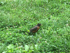 Turdus migratorius