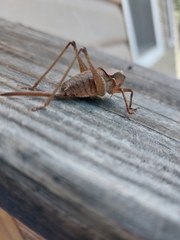 Atlanticus americanus