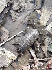 Armadillidium opacum