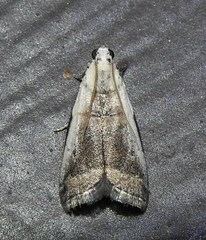 Acrobasis tumidulella