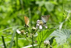 Lycaena alciphron