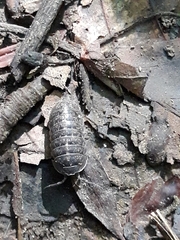 Armadillidium opacum