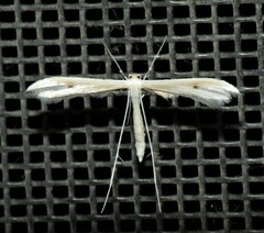 Hellinsia paleaceus