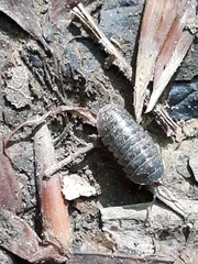 Armadillidium opacum