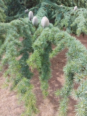 Cedrus libani