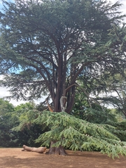 Cedrus libani