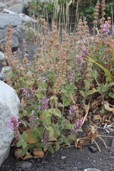 Stachys ajugoides