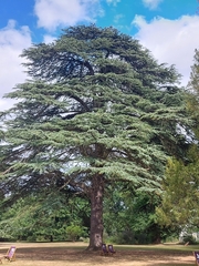 Cedrus libani