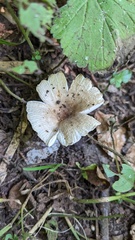 Russula sororia
