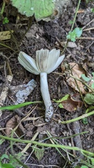 Russula sororia