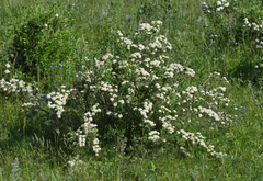 Spiraea hypericifolia