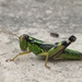 Balkan Mountain Grasshopper - Photo (c) Павел Несмеянов, some rights reserved (CC BY-NC), uploaded by Павел Несмеянов