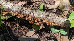 Xylobolus spectabilis