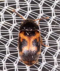 Mycetophagus flexuosus