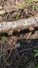 Xylobolus spectabilis