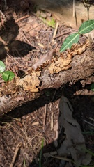 Xylobolus spectabilis