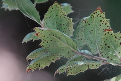 Apiognomonia errabunda