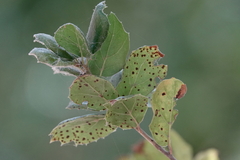 Apiognomonia errabunda