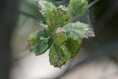 Apiognomonia errabunda