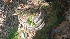 Ganoderma pfeifferi