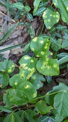 Puccinia cymbiformis
