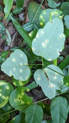 Puccinia cymbiformis