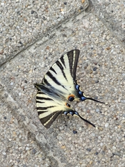 Iphiclides podalirius