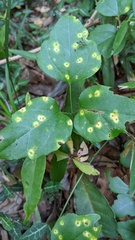 Puccinia cymbiformis
