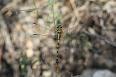 Onychogomphus forcipatus
