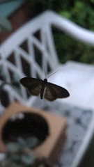 Idaea seriata