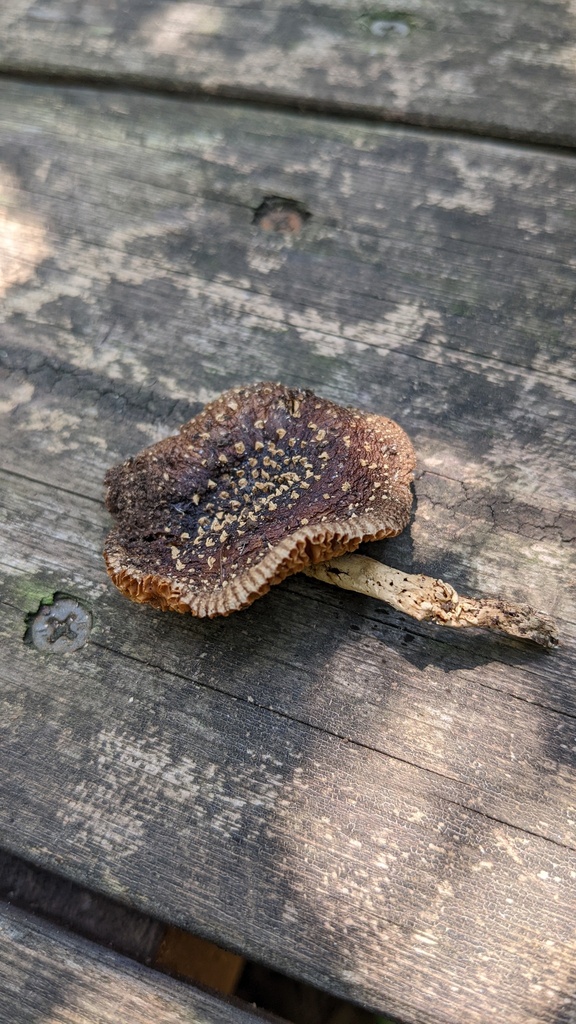 Amanita sychnopyramis · July 2022 · photo: © atsushi_nakajima_cirque (iNaturalist, cc-by)