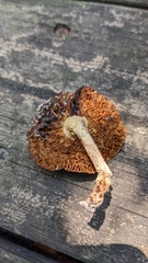 Amanita sychnopyramis