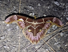 Archaeoattacus staudingeri
