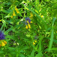 Melampyrum nemorosum