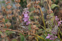 Stachys ajugoides