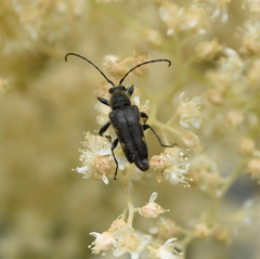 Toxoleptura vexatrix
