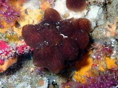 Aplidium fuscum