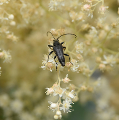 Toxoleptura vexatrix