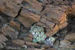 Conophytum ficiforme