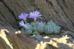 Conophytum ficiforme