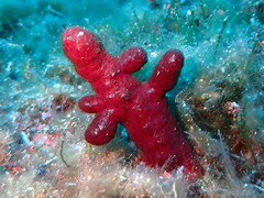 Alcyonium acaule